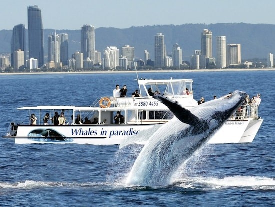 Whale watching