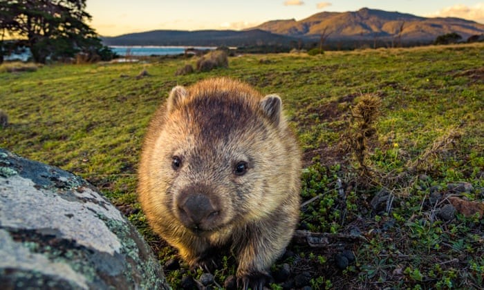 Watch out for Wombats