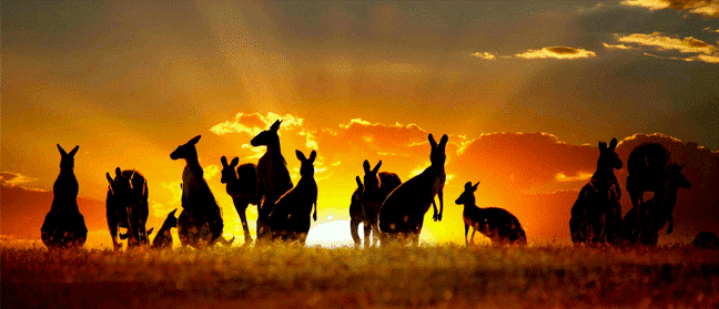 Australia’s Wildlife is waiting to Welcome You!