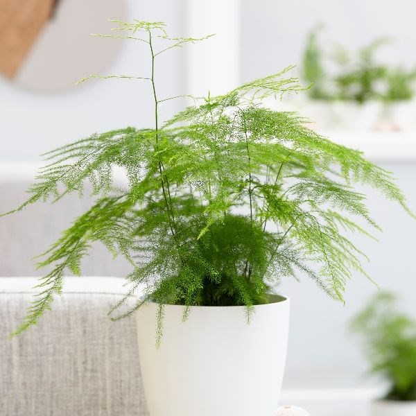 Asparagus Fern