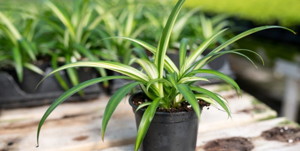 Spider Plant