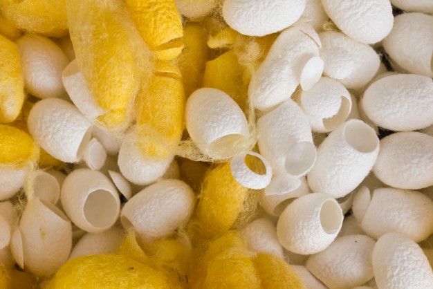 Silk Ball Cocoons