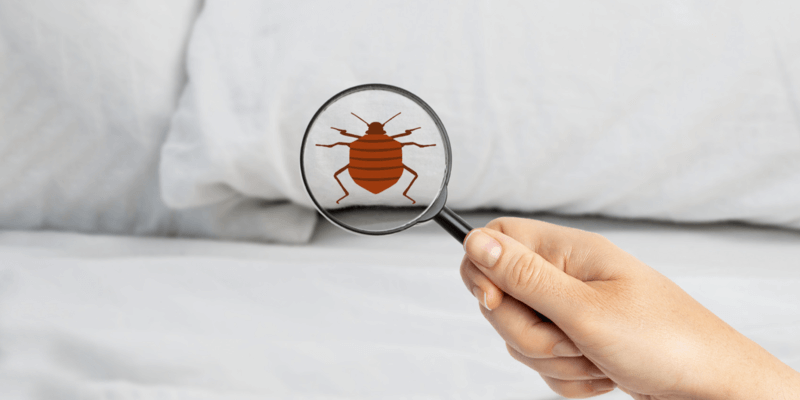 How Do You Keep Bed Bugs From Spreading to Other Rooms? How Do You Keep Bed Bugs From Spreading to Other Rooms?