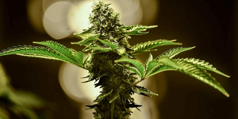 Everything You Should Know About CBD Flower