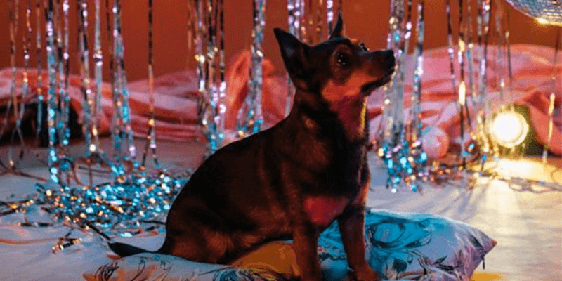 Pawsitively Festive: A Guide to Dog-Friendly NYE Parties
